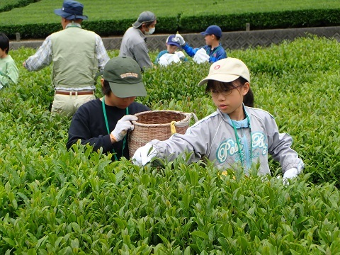 お茶摘み１