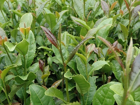 茶木３