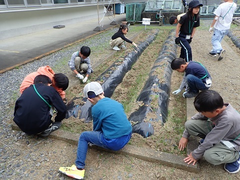 草取り１