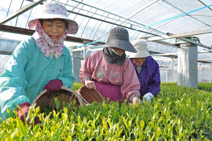 ハウス茶園で新茶の茶摘みをする地元農家の主婦3人の写真