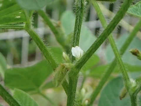 エダマメの花