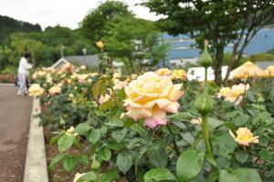 ばらの丘公園のバラ