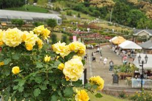 ばらの丘公園のバラ
