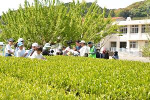 校内茶摘み笑顔で行進