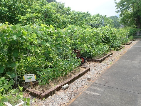 エダマメに迫る植物