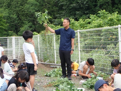 エダマメ収穫学習