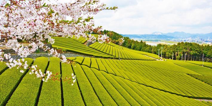 桜の時期の茶畑の様子