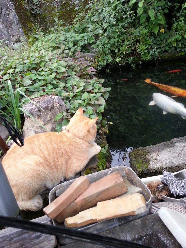 池の鯉を見つめる猫の画像