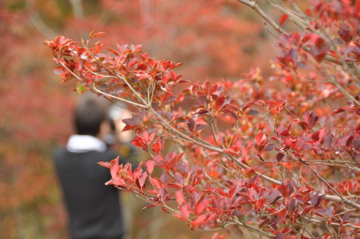 紅葉した木の向こう側にいる男性の背後からの画像