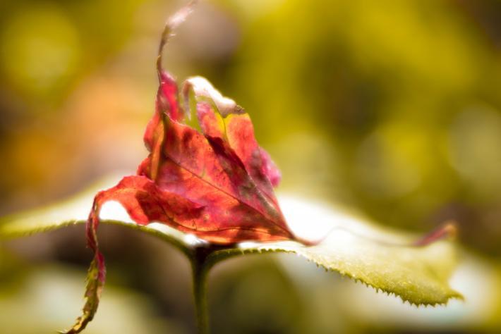 緑色の葉っぱの上に落ち葉と思われる赤い葉っぱが乗っている画像