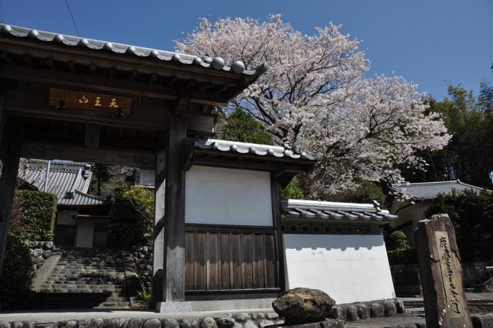 慶雲寺の門と桜の木の写真