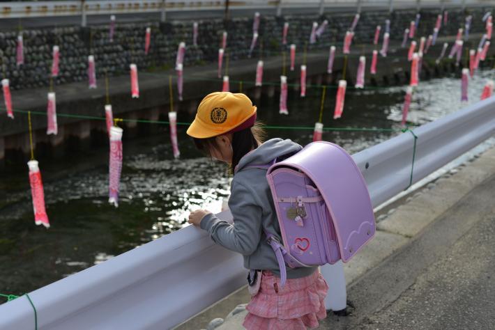 小学生の女の子が鯉のぼりの飾られた川をのぞき込む写真