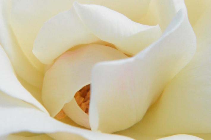 白い花の中心部のアップの写真