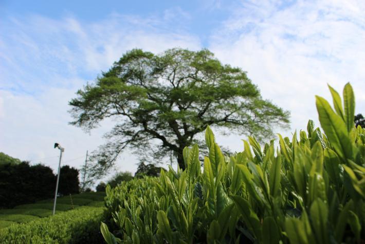 茶葉の新芽のバックに大きな木が映った写真