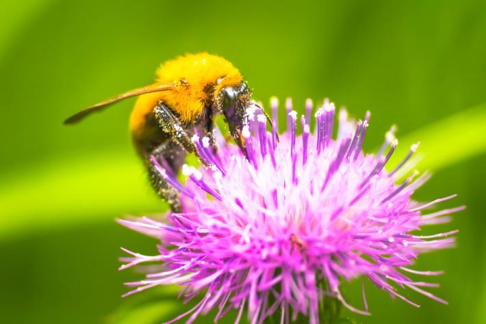蜂が紫色の花の蜜を吸っている写真