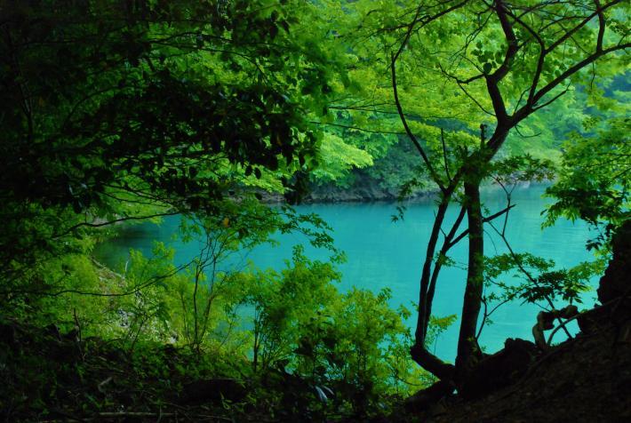 木々の緑と奥に湖畔の青が鮮やかな写真