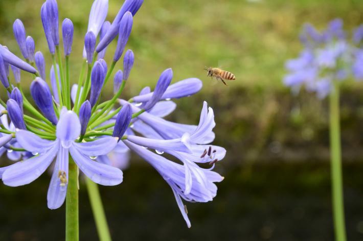 蜂が露の光る紫の花に近づく写真