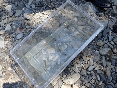 捕まえた魚