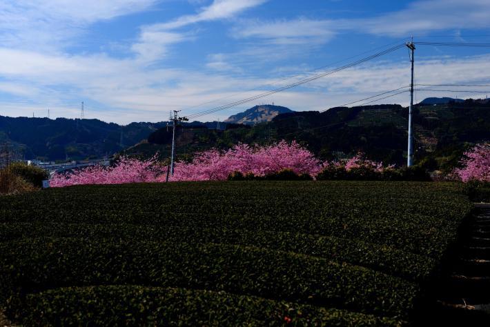 手前に一面広がる茶畑と奥に山々が並ぶ、その間に河津桜が並ぶ写真