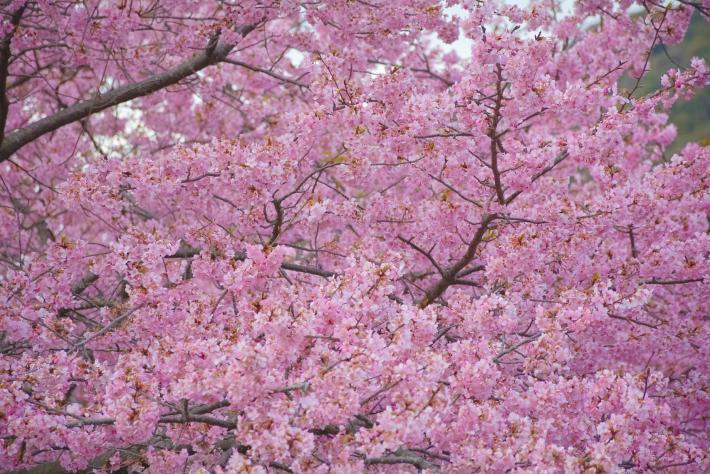 ピンクが広がる桜の木の写真