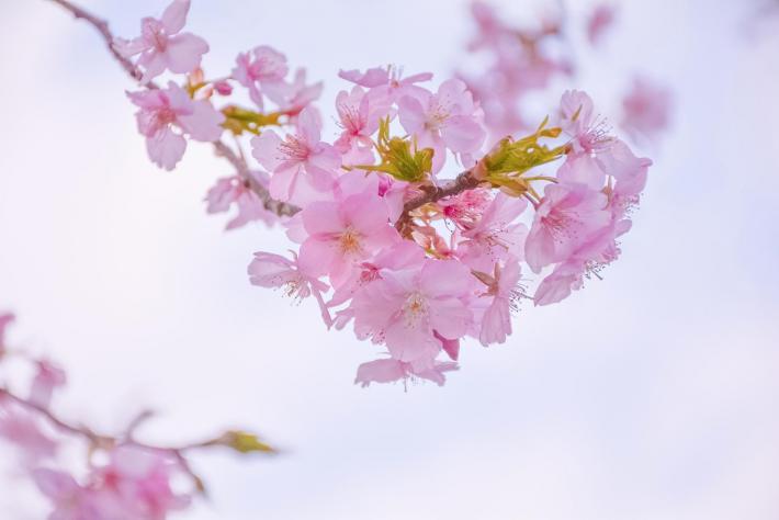 １本の枝に咲き誇る桜の花アップの写真