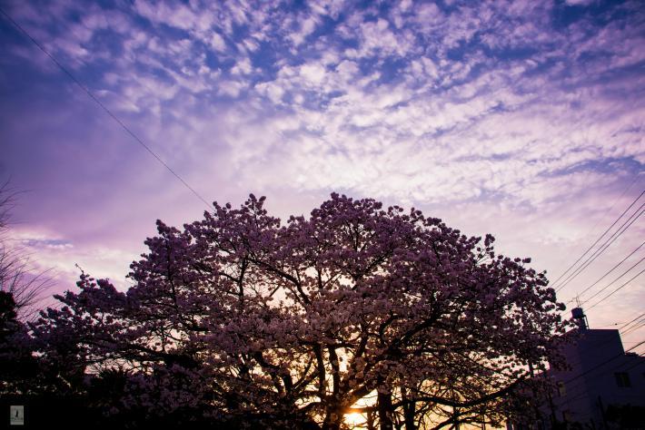 朝日を浴びる大きな桜の木の写真