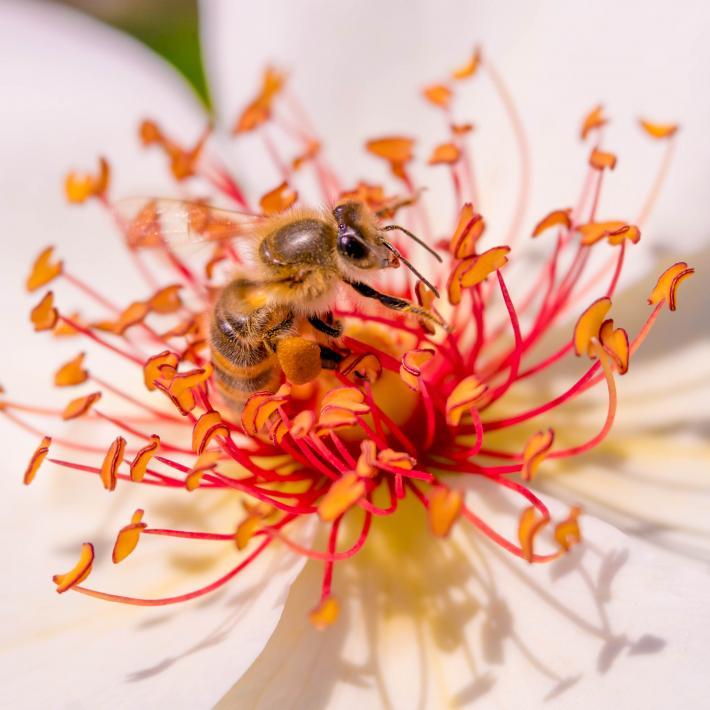 花の中央で蜜を集める蜂の写真