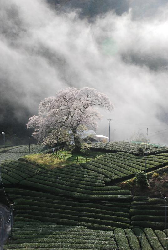 手前に茶畑が広がるその中央にみずめ桜の木が写る写真