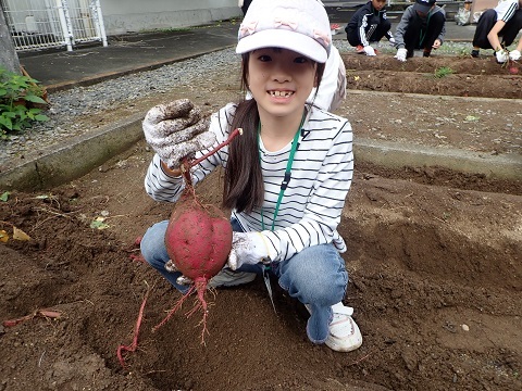 サツマイモ掘り１