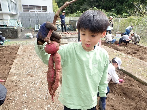 サツマイモ掘り２