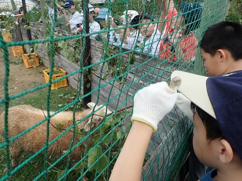 ヒツジにエサやり２