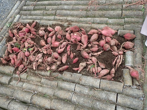 収穫したサツマイモ