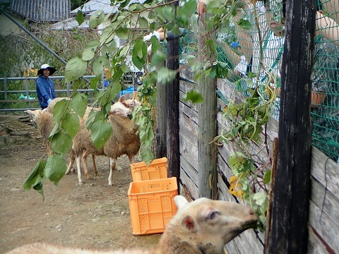 ヒツジにエサやり１