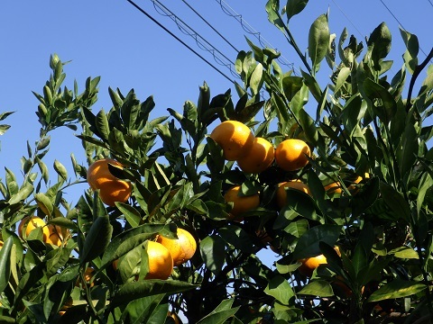 収穫するみかん