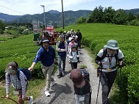 茶畑の道
