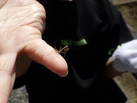 カマキリ