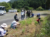 草取り