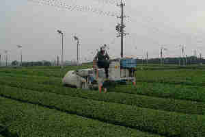 茶畑で作業中の乗用型機械