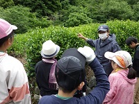茶園の説明