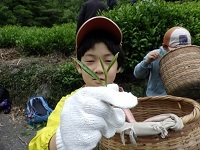 一芯二葉