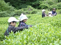 お茶摘み