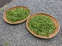 摘み立てのお茶