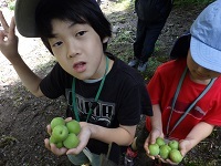 大きな梅の実