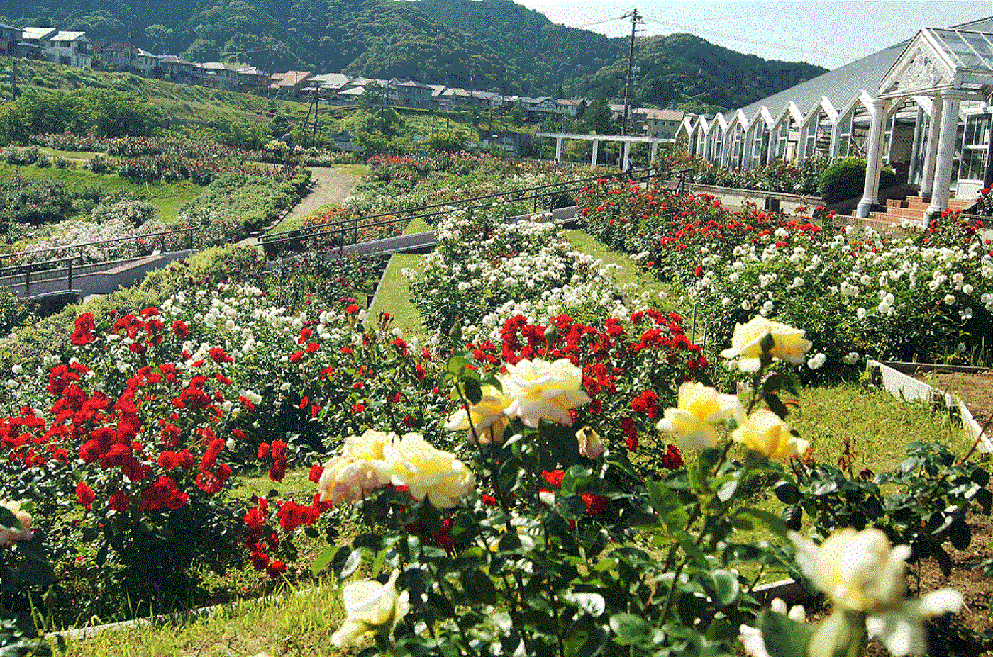 ばらの丘公園