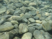 魚１