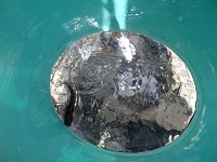 魚３