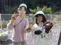 堀ったサツマイモ１