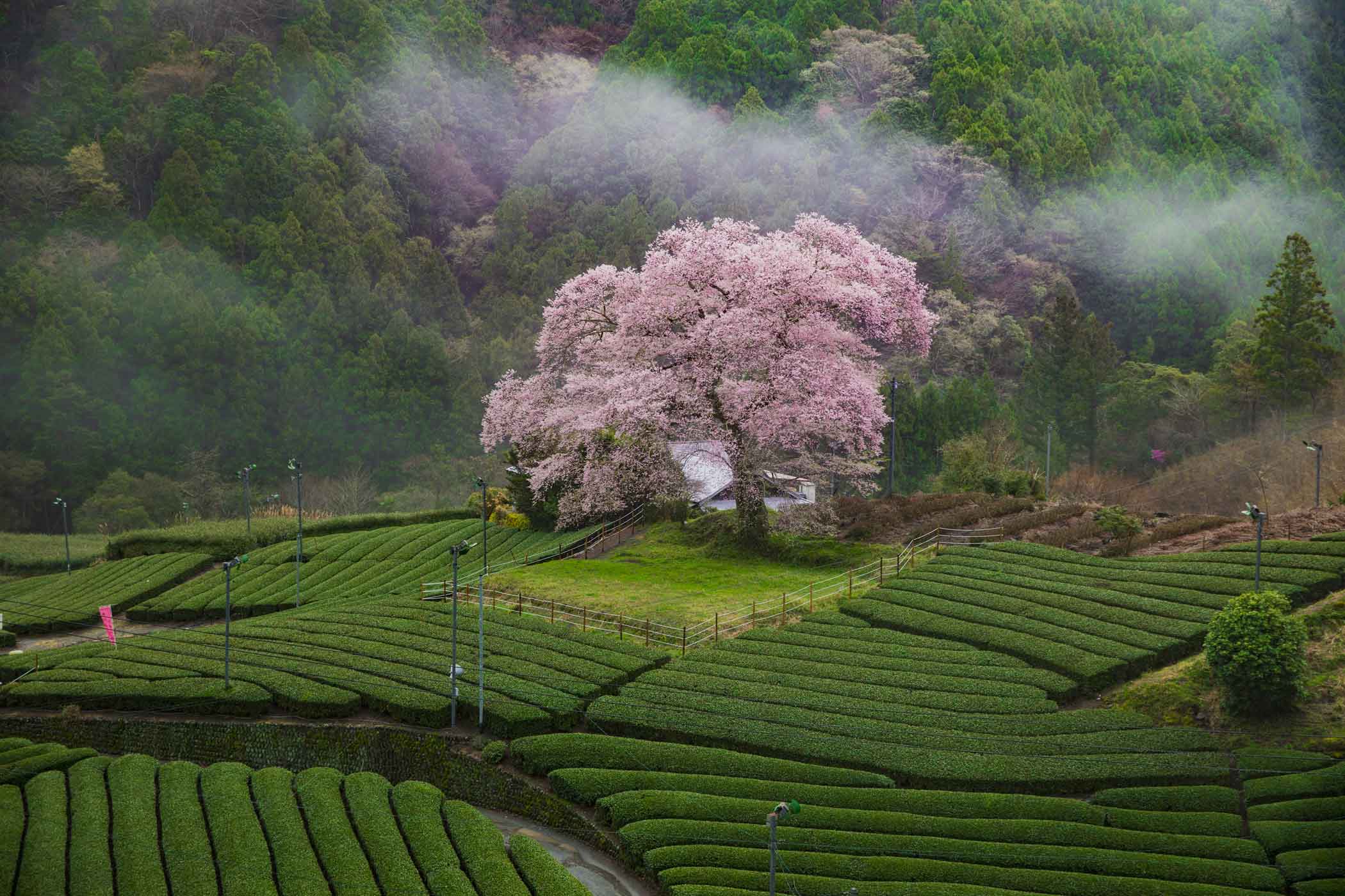 牛代のみずめ桜