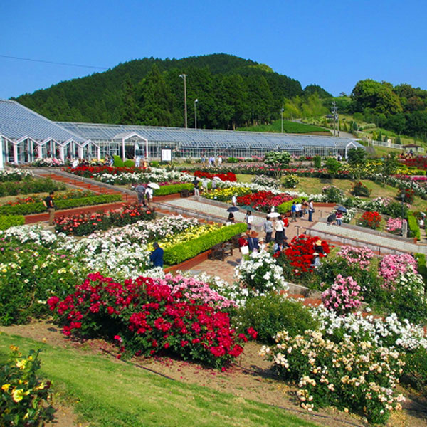 島田市ばらの丘公園の画像