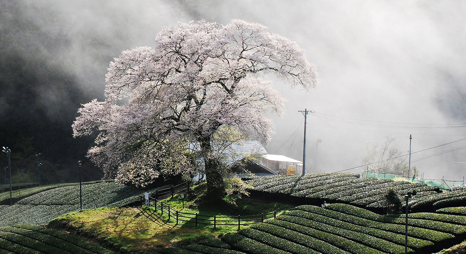 牛代のみずめ桜の画像